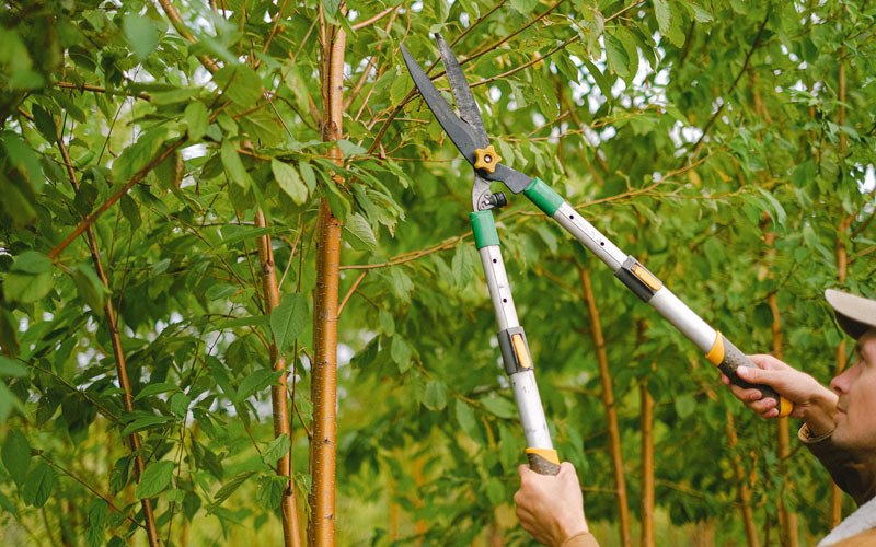 Tree trimming in Aurora, NE